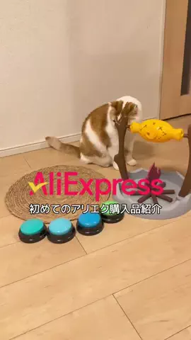 ギズモと琥珀のTikTok投稿