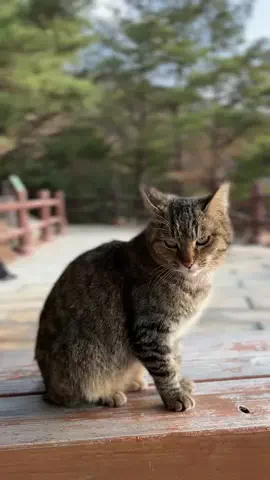 amberjapantravelsのTikTok投稿