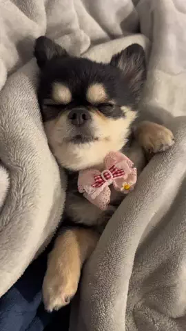 ここまる。🐶🎀のTikTok投稿