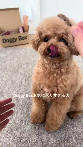 あられちゃんのTikTok投稿