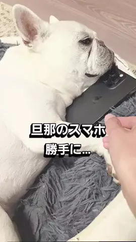 フレブルのやまわきさんのTikTok投稿
