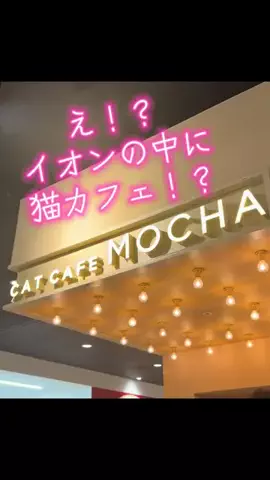 けいちゃん【旅行クリエイター✈️】のTikTok PR投稿：#PR #TikTokGO #猫 #岡山駅前 #フォローして欲しいな 