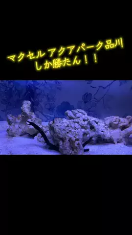 けいちゃん【旅行クリエイター✈️】のTikTok PR投稿：#PR #TikTokGO #東京 #水族館 #遅くまで営業 