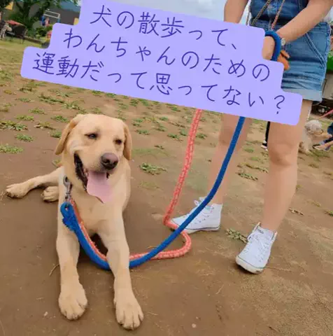 けいちゃん【旅行クリエイター✈️】のTikTok PR投稿：#PR #TikTokGO #わんわん #茨城県 #可愛い 