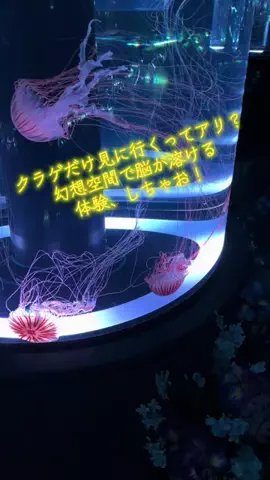 けいちゃん【旅行クリエイター✈️】のTikTok PR投稿：#PR #TikTokGO #東京デートスポット #おしゃれ #駅ちか 