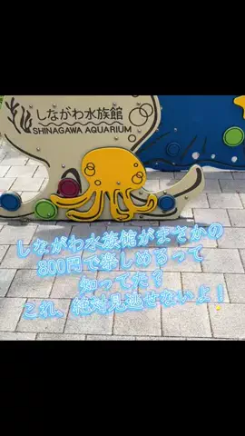 けいちゃん【旅行クリエイター✈️】のTikTok PR投稿：#PR #TikTokGO #東京 #くみんわり #イルカショー 