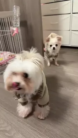ぁぃ様🐈‍⬛⸒⸒⸒⸒🐾❤︎のTikTok投稿
