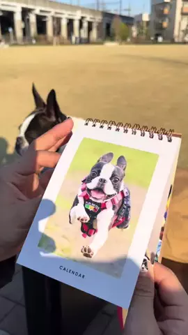 ボステリのチャビィのTikTok投稿