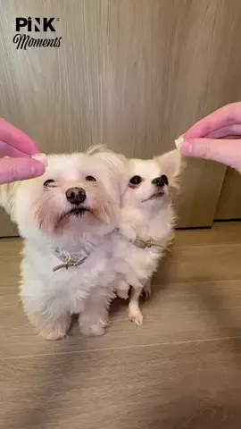 ぁぃ様🐈‍⬛⸒⸒⸒⸒🐾❤︎のTikTok投稿
