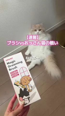 ねぎま【スコティッシュフォールド】のTikTok投稿