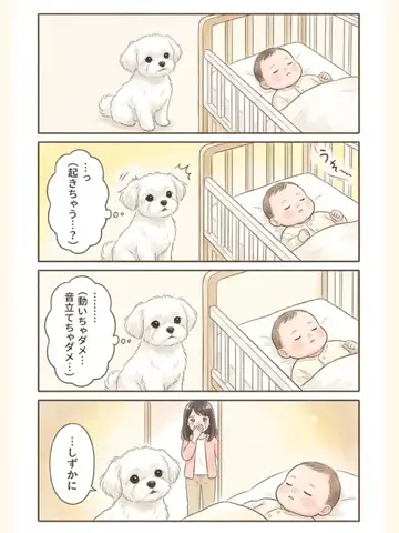 都内のチワワのTikTok投稿