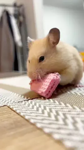 くま吉のTikTok投稿