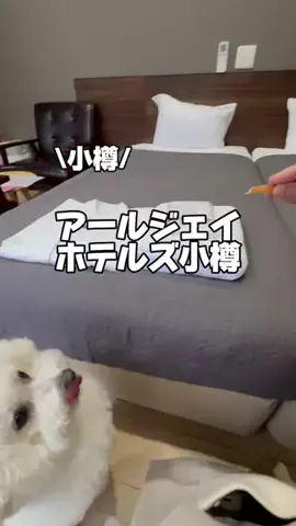 今日はもう帰らない女のTikTok投稿