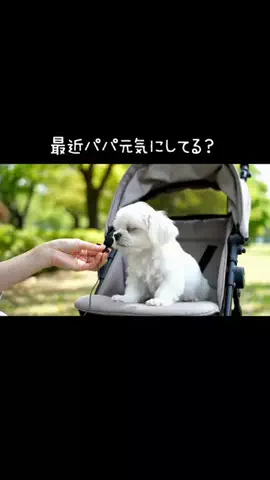 犬猫総合製薬株式会社のTikTok投稿