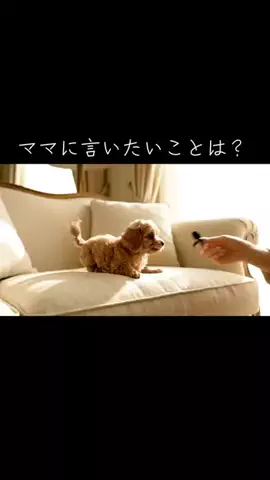 犬猫総合製薬株式会社のTikTok投稿