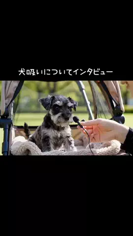 犬猫総合製薬株式会社のTikTok投稿