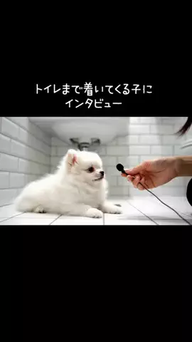 犬猫総合製薬株式会社のTikTok投稿