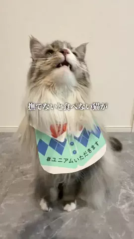 nekonosishamoのTikTok投稿