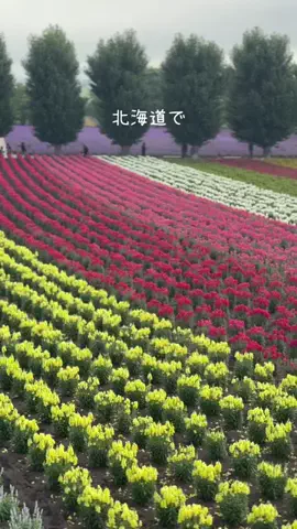Richo : 世界遺産検定1級トラベラーのTikTok投稿