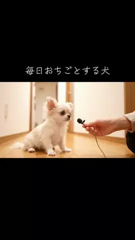 犬猫総合製薬株式会社のTikTok投稿