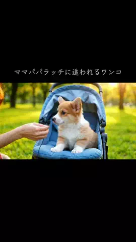 犬猫総合製薬株式会社のTikTok投稿