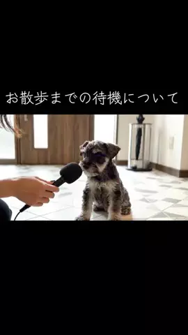 犬猫総合製薬株式会社のTikTok投稿