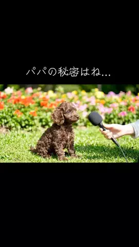 犬猫総合製薬株式会社のTikTok投稿