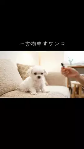 犬猫総合製薬株式会社のTikTok投稿