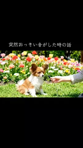 犬猫総合製薬株式会社のTikTok投稿