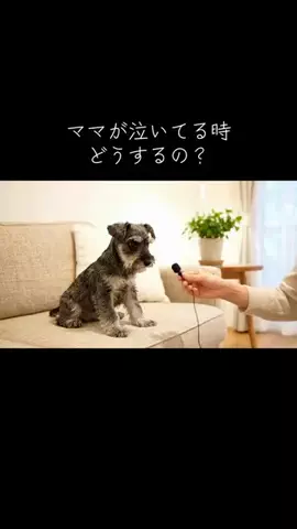 犬猫総合製薬株式会社のTikTok投稿