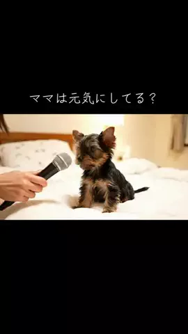 犬猫総合製薬株式会社のTikTok投稿