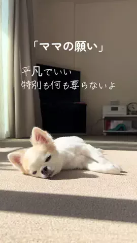 チワワのはなchannelのTikTok投稿