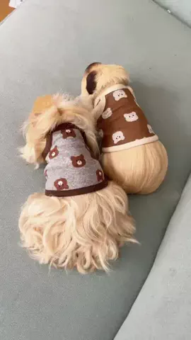 ひのき🪵モルモットの日常のTikTok投稿