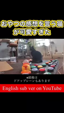 きいとだいと飼い主〜雑談する猫〜のTikTok投稿
