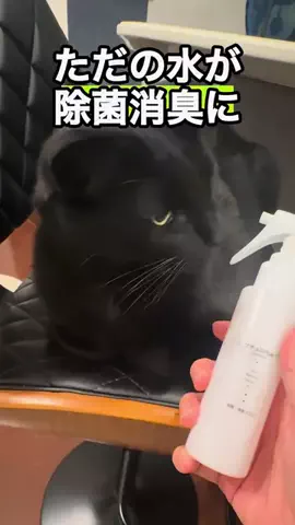 きいとだいと飼い主〜雑談する猫〜のTikTok投稿