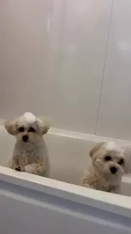 エンくんとスイくんのTikTok投稿