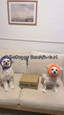 エンくんとスイくんのTikTok投稿