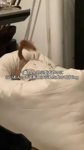 YUUJOU🌭🦁のTikTok投稿