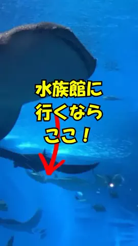 おっきー 🍍沖縄人のTikTok投稿