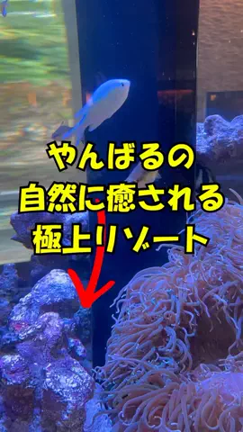 おっきー 🍍沖縄人のTikTok投稿