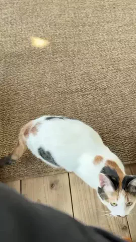 いつも通り、猫なんです。のTikTok投稿