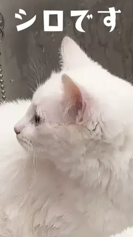 いつも通り、猫なんです。のTikTok投稿