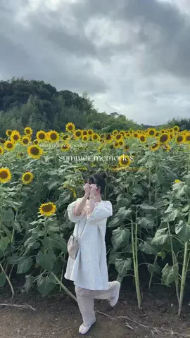 しまうまプリントのTikTok投稿