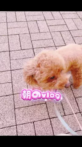 Aoyama hikariのTikTok投稿