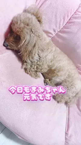 Aoyama hikariのTikTok投稿