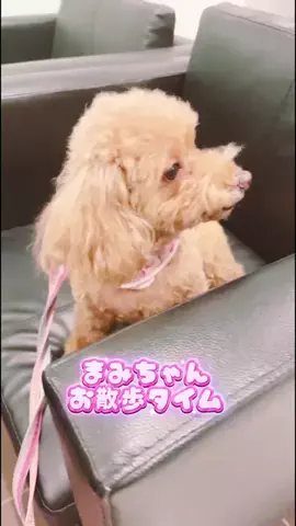 Aoyama hikariのTikTok投稿