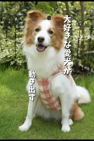 ボーダーコリーのはなとふぃりのTikTok投稿
