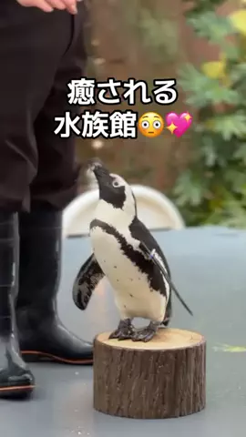 りあのTikTok投稿