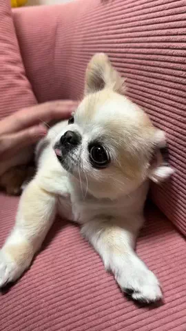 ペキチワのピノ🦁🍎のTikTok投稿
