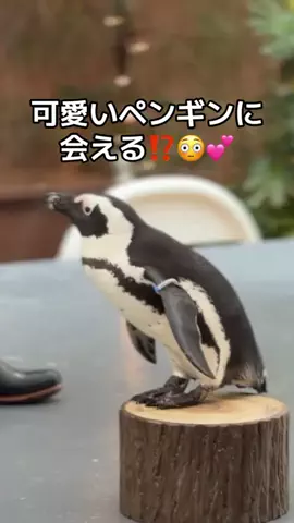 りあのTikTok投稿